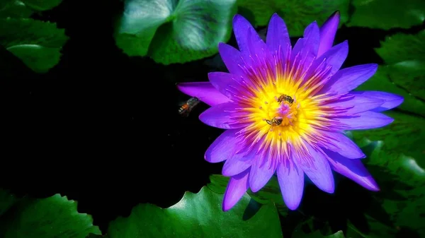 Vacker Lila Lotusblomma Med Grönt Löv Bakgrund — Stockfoto