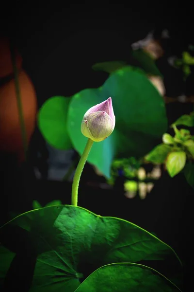 绿叶背景的粉红色荷花花蕾美 — 图库照片