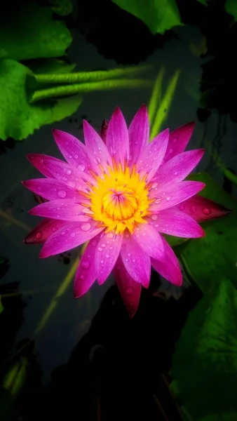 Yaprak Yeşil Arka Plana Sahip Güzel Pembe Lotus Çiçeği — Stok fotoğraf