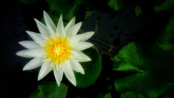 Vacker Vit Lotusblomma Med Grönt Löv Bakgrund — Stockfoto