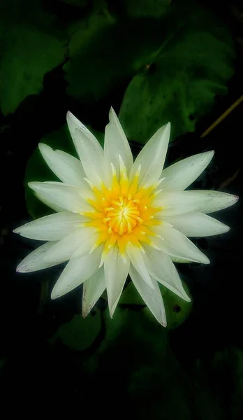 Belle Fleur Lotus Blanc Avec Fond Feuille Verte — Photo