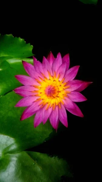 Yaprak Yeşil Arka Plana Sahip Güzel Pembe Lotus Çiçeği — Stok fotoğraf