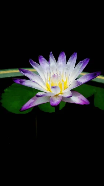 Vacker Lila Lotusblomma Med Grönt Löv Bakgrund — Stockfoto