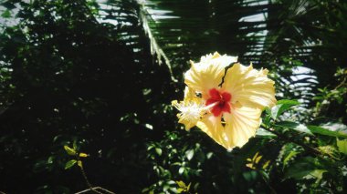 Güzel yaprak yeşil arka plana sahip sarı çiçek