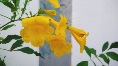 Güzel yaprak yeşil arka plana sahip sarı çiçek