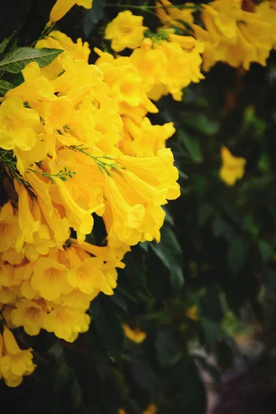 Hermosa Flor Amarilla Con Fondo Hoja Verde — Foto de Stock