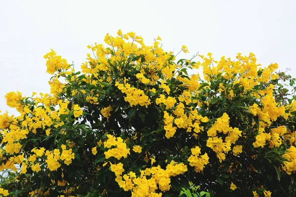 Indah Bunga Kuning Dengan Latar Belakang Daun Hijau — Stok Foto