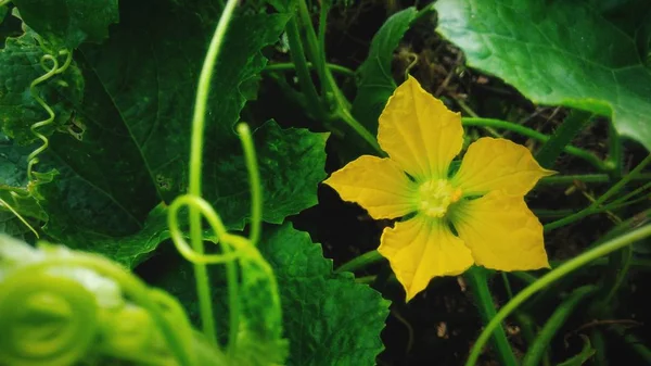 Schön Von Gelben Blume Mit Grünem Blatt Hintergrund — Stockfoto