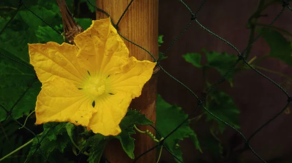 Mooie Gele Bloem Met Groene Blad Achtergrond — Stockfoto