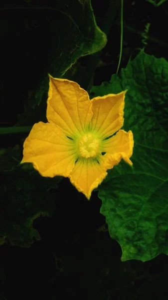 Belle Fleur Jaune Avec Fond Feuille Verte — Photo