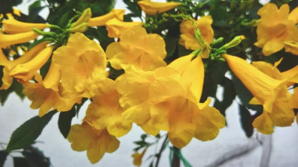 Indah Bunga Kuning Dengan Latar Belakang Daun Hijau — Stok Foto