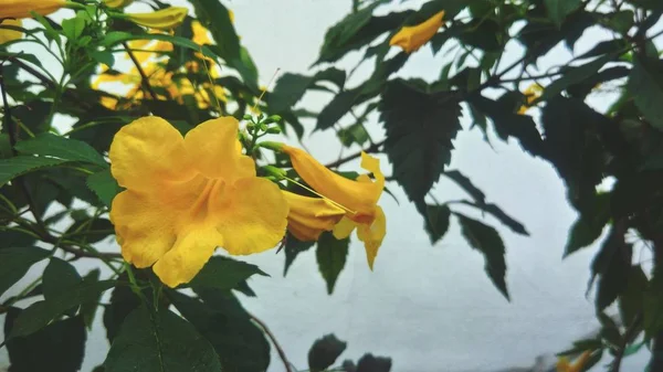 Güzel yaprak yeşil arka plana sahip sarı çiçek