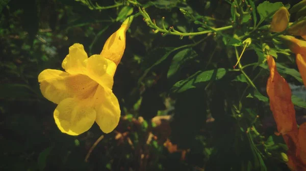Indah Bunga Kuning Dengan Latar Belakang Daun Hijau — Stok Foto