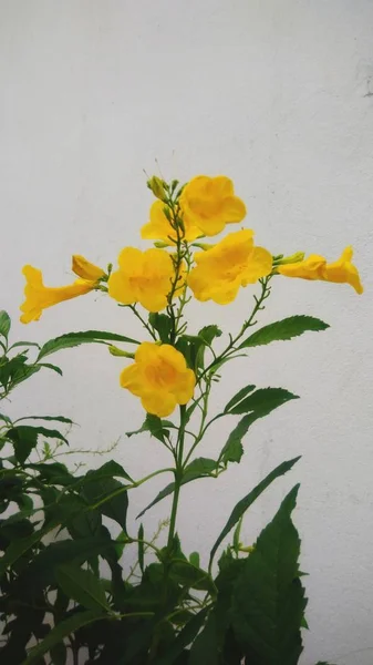 Schön Von Gelben Blume Mit Grünem Blatt Hintergrund — Stockfoto