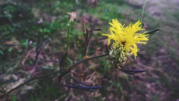 Bella Fiore Giallo Con Sfondo Foglia Verde — Foto Stock