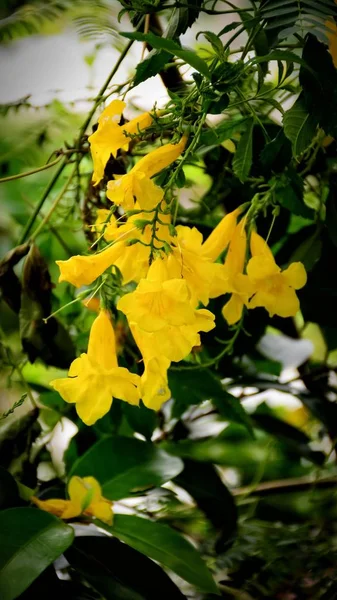 Indah Bunga Kuning Dengan Latar Belakang Daun Hijau — Stok Foto