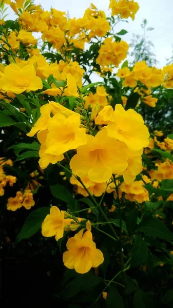 緑の葉の背景で黄色の花の美しい — ストック写真