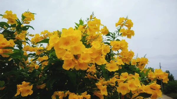 Güzel yaprak yeşil arka plana sahip sarı çiçek