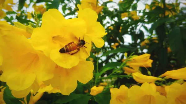 Piękne Żółte Kwiaty Tło Zielony Liść — Zdjęcie stockowe