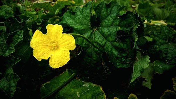 Schön Von Gelben Blume Mit Grünem Blatt Hintergrund — Stockfoto
