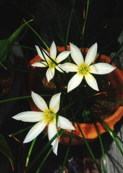 Indah Bunga Putih Dengan Latar Belakang Daun Hijau — Stok Foto