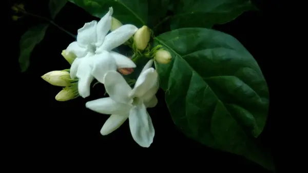 Krásné Bílé Květiny Pozadím Zelená Listová — Stock fotografie