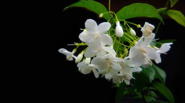 Beautiful White Flower Green Leaf Background — Stock Photo, Image