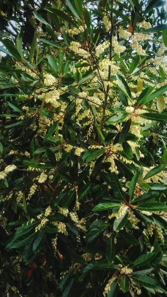 Vacker Vit Blomma Med Gröna Löv Bakgrund — Stockfoto