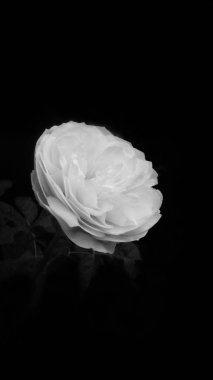 Güzel beyaz çiçek yaprak yeşil arka plana sahip