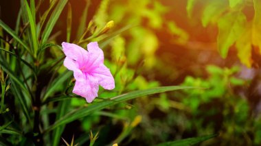 Pembe çiçek yaprak yeşil arka plana sahip güzel