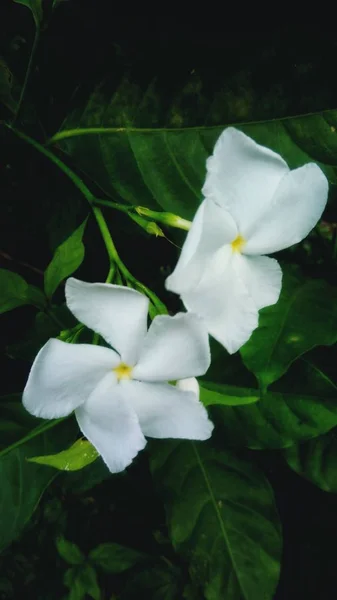 Krásné Bílé Květiny Pozadím Zelená Listová — Stock fotografie