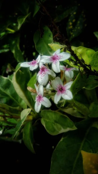 Piękny Biały Kwiat Tle Zielonych Liści — Zdjęcie stockowe