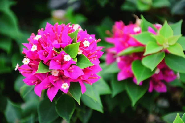 Indah Bunga Merah Muda Dengan Latar Belakang Daun Hijau — Stok Foto
