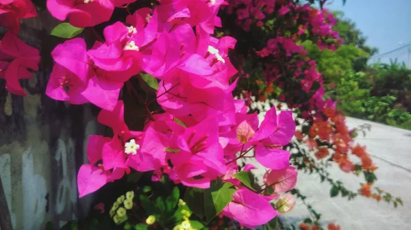 Indah Bunga Merah Muda Dengan Latar Belakang Daun Hijau — Stok Foto
