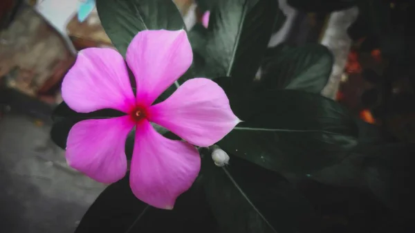 Belle Fleur Rose Avec Fond Feuille Verte — Photo