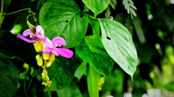 背景の緑の葉とピンクの花の美しい — ストック写真