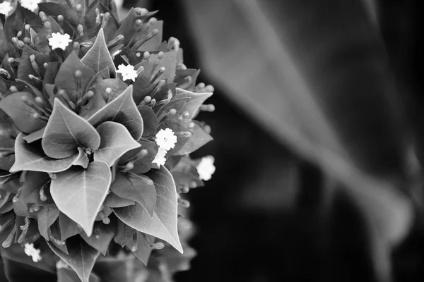 Background bougainvillea flower black and white