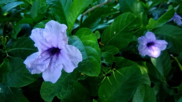 Mooie Paarse Bloem Met Groene Blad Achtergrond — Stockfoto