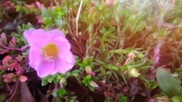 Piękny Fioletowy Kwiat Tło Zielony Liść — Zdjęcie stockowe
