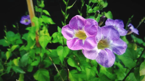 Piękny Fioletowy Kwiat Tło Zielony Liść — Zdjęcie stockowe