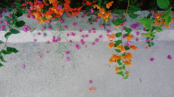 Bunte Blumen Garten — Stockfoto