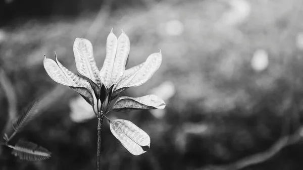 Mooie Gras Bloemen Het Groene Veld — Stockfoto