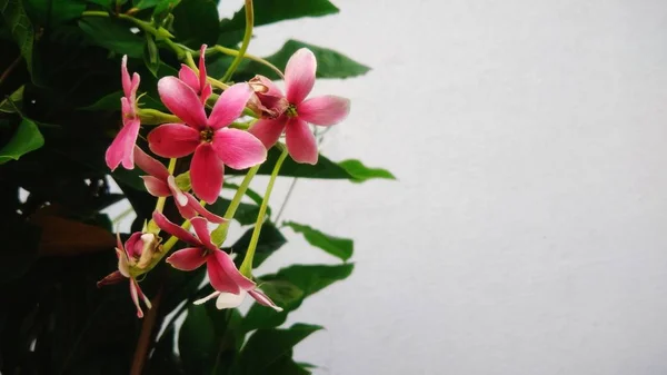 Indah Bunga Merah Dengan Latar Belakang Daun Hijau — Stok Foto