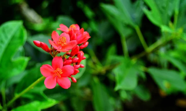 Belle Fleurs Rouges Avec Fond Feuille Verte — Photo