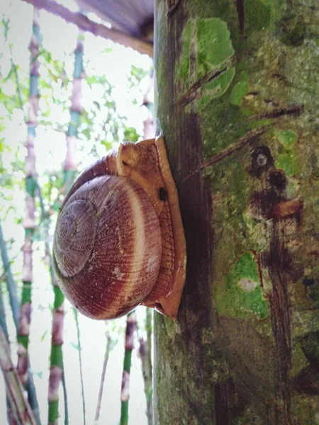 Caracol Árvore Floresta Tropical — Fotografia de Stock