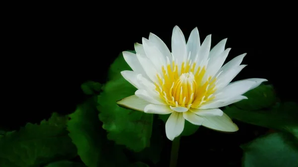Yeşil Yaprakları Siyah Arka Plan Ile Beyaz Lotus Çiçeği — Stok fotoğraf