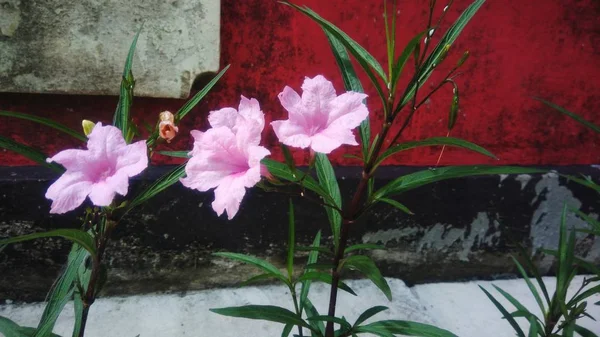 Schöne Rosa Blumen Mit Betonwand Hintergrund — Stockfoto