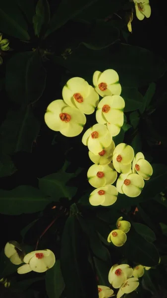 Lotosový Květ Zelenými Listy Černým Pozadím — Stock fotografie