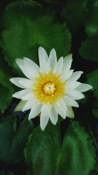 Vit Lotusblomma Med Gröna Blad Och Svart Bakgrund — Stockfoto