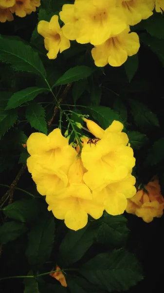 緑の葉と黒の背景のピンクの花 — ストック写真